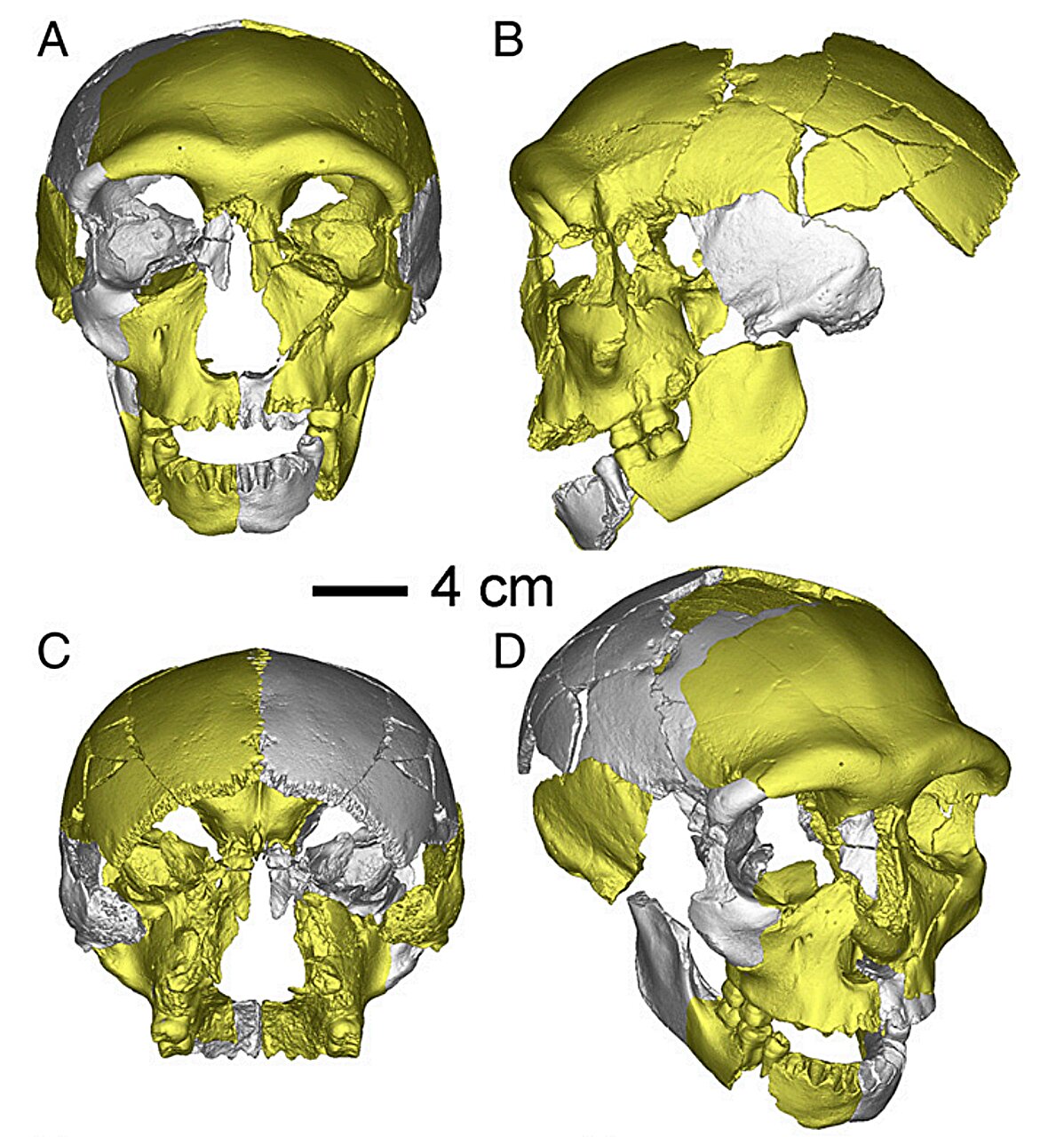 remains-found-in-china-may-belong-to-third-human-lineage