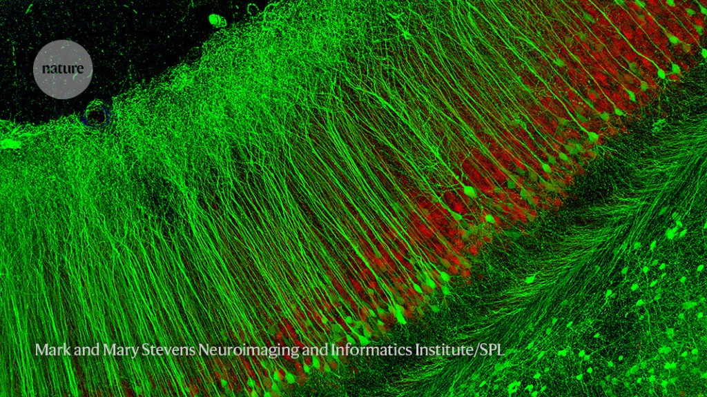 older-mouse-brains-rejuvenated-by-protein-found-in-young-blood