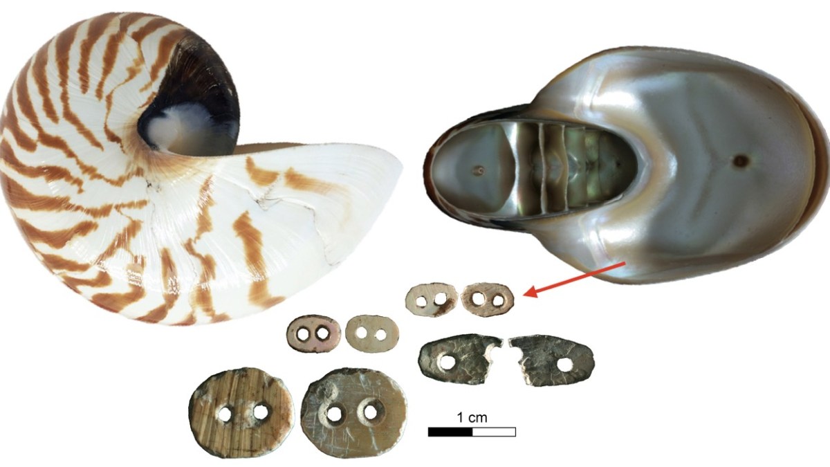 12,000-year-old-sequins-hint-at-a-shared-culture-in-indonesian-islands