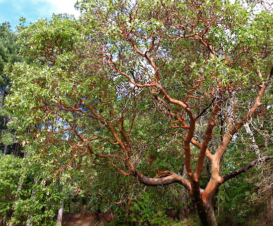 an-introduction-to-the-impact-of-native-planting