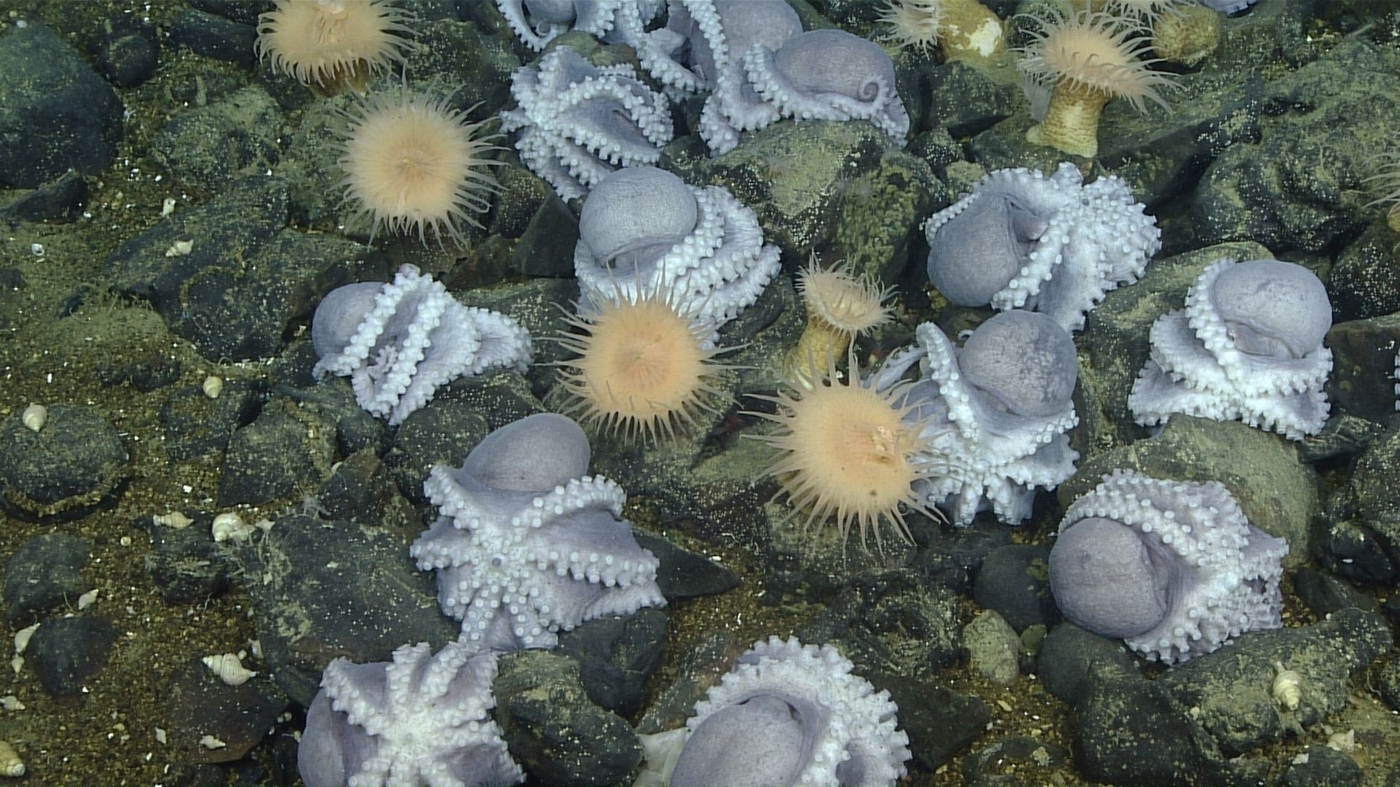 thousands-of-octopuses-gather-off-california-to-brood-eggs-at-a-warm-spot