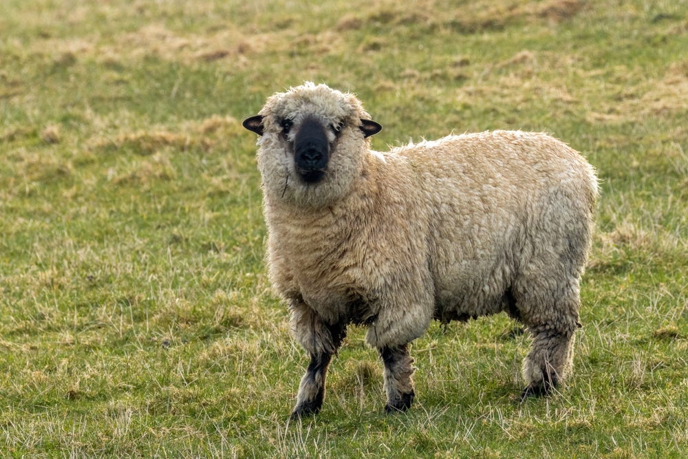 why-don’t-americans-eat-mutton?