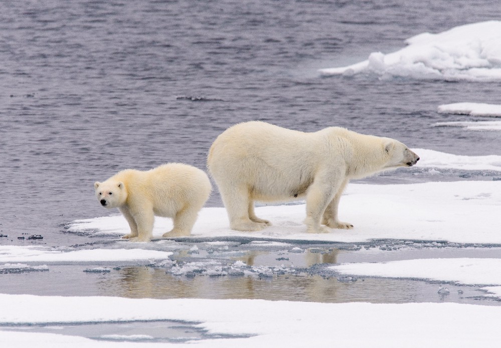 new-evidence-that-polar-bears-survived-1,600-years-of-ice-free-holocene-summers