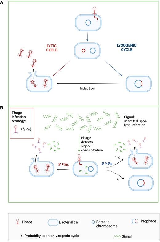 the-value-of-information-gathering-in-phage–bacteria-warfare