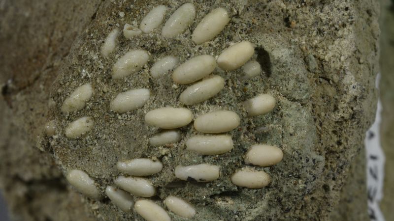 29m-year-old-grasshopper-nest-found-intact-with-eggs,-study-says
