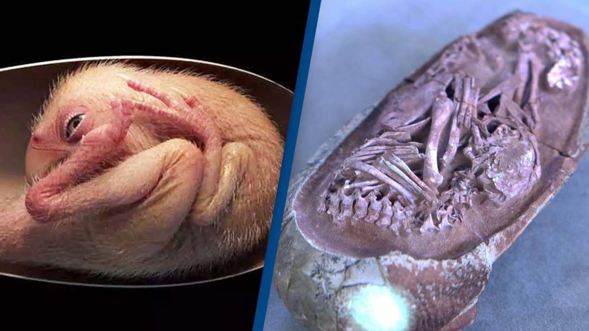 scientists-discovered-perfectly-preserved-dinosaur-embryo-inside-fossilized-egg