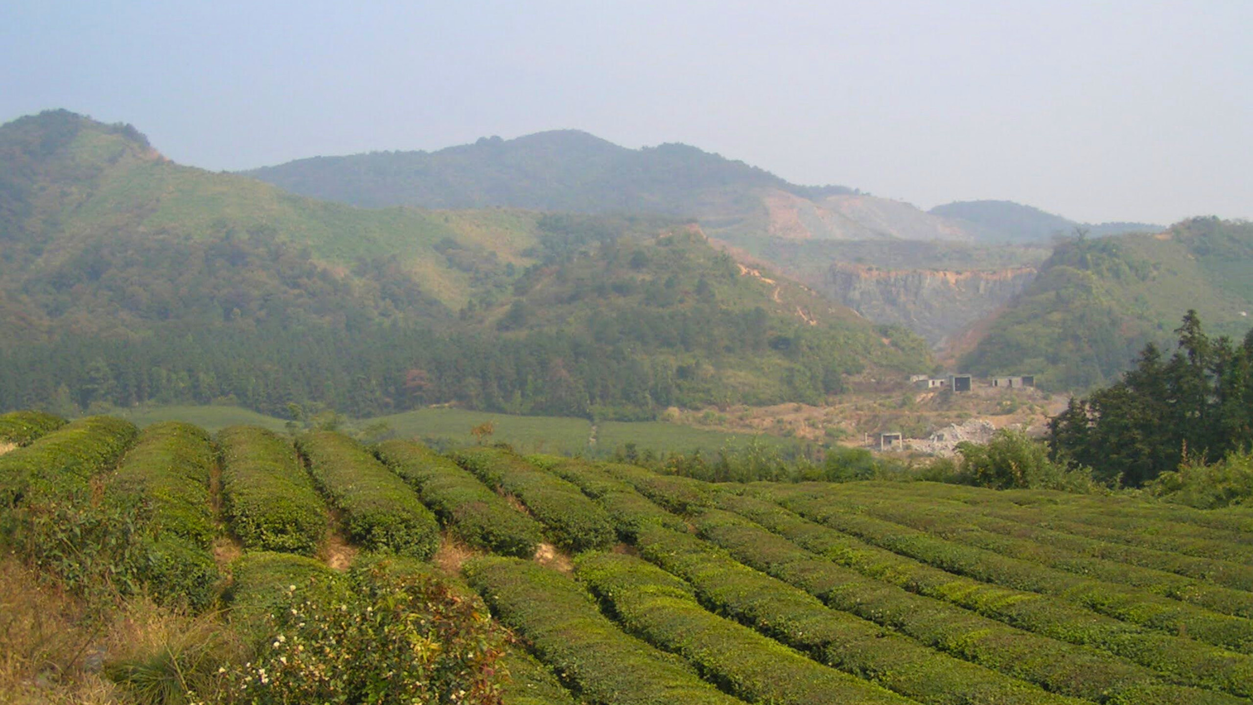 the-ancient-history-of-‘forgotten-crops’