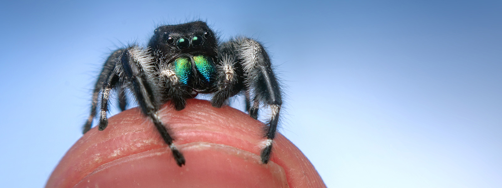 researchers-find-signs-of-intelligence-among-jumping-spiders
