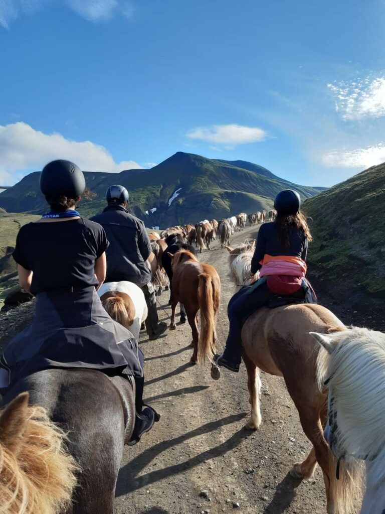 the-five-gaits-of-the-icelandic-horse