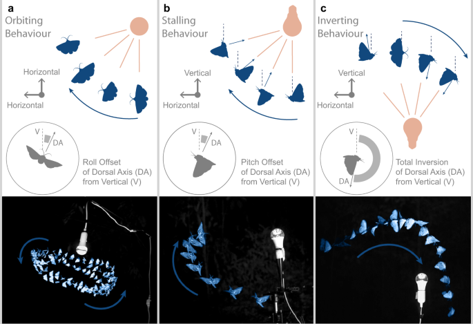 why-flying-insects-gather-at-artificial-light