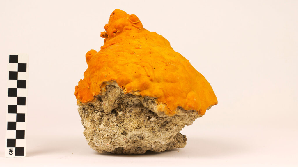 oceans-may-have-already-seen-1.7°c-of-warming