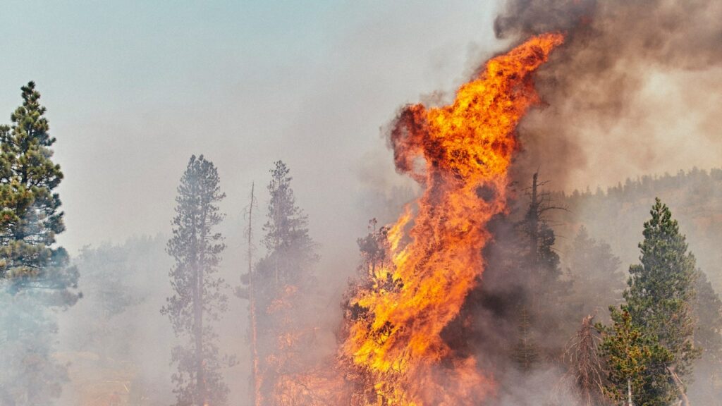 the-perverse-policies-that-fuel-wildfires