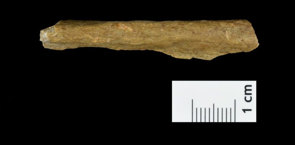 neanderthals,-modern-humans-may-have-co-existed-in-europe-for-at-least-10k-years