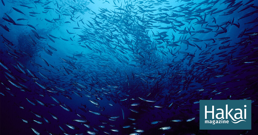 anchovy-sex-is-a-force-of-nature