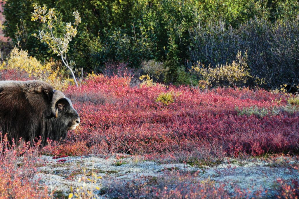 learning-to-live-with-musk-oxen