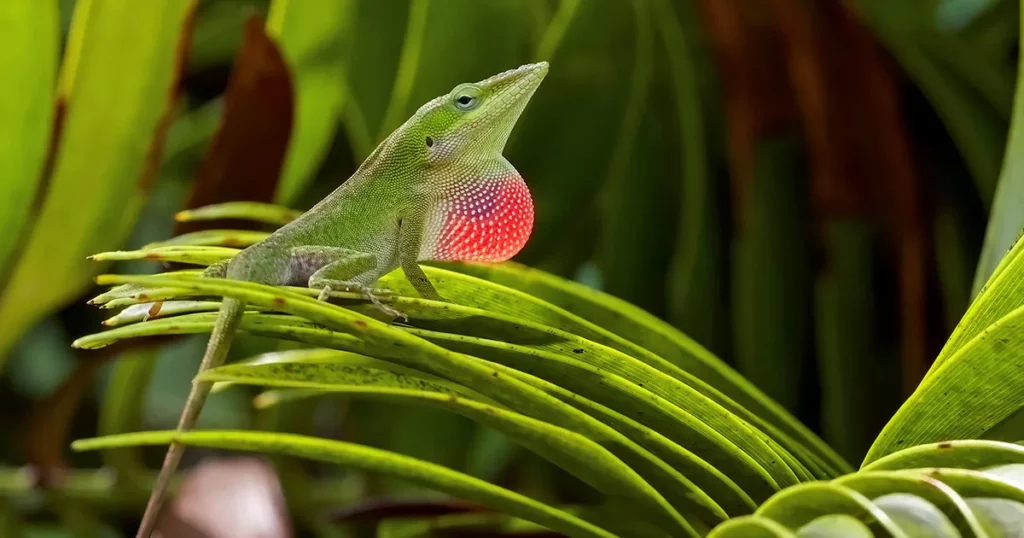 evolution:-fast-or-slow?-lizards-help-resolve-a-paradox