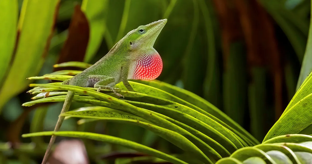 evolution:-fast-or-slow?-lizards-help-resolve-a-paradox