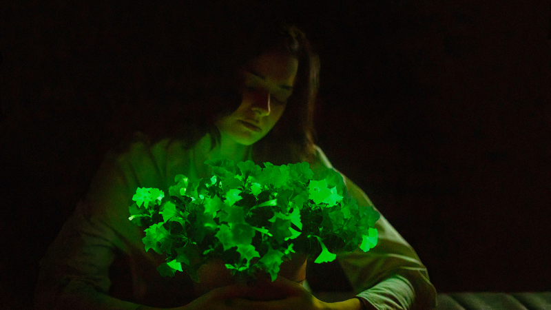 bioluminescent-petunias-now-available-for-us.-market