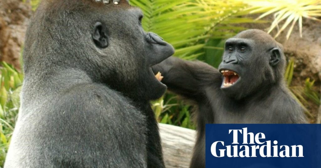 juvenile-great-apes-love-to-tease-and-annoy-their-elders,-study-finds