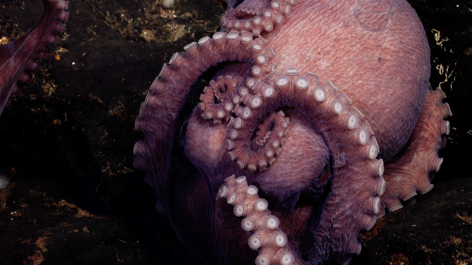 biologists-discover-four-new-octopus-species