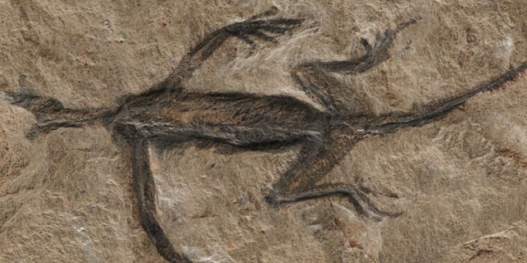 mysterious-280m-year-old-fossil-is-mostly-just-black-paint