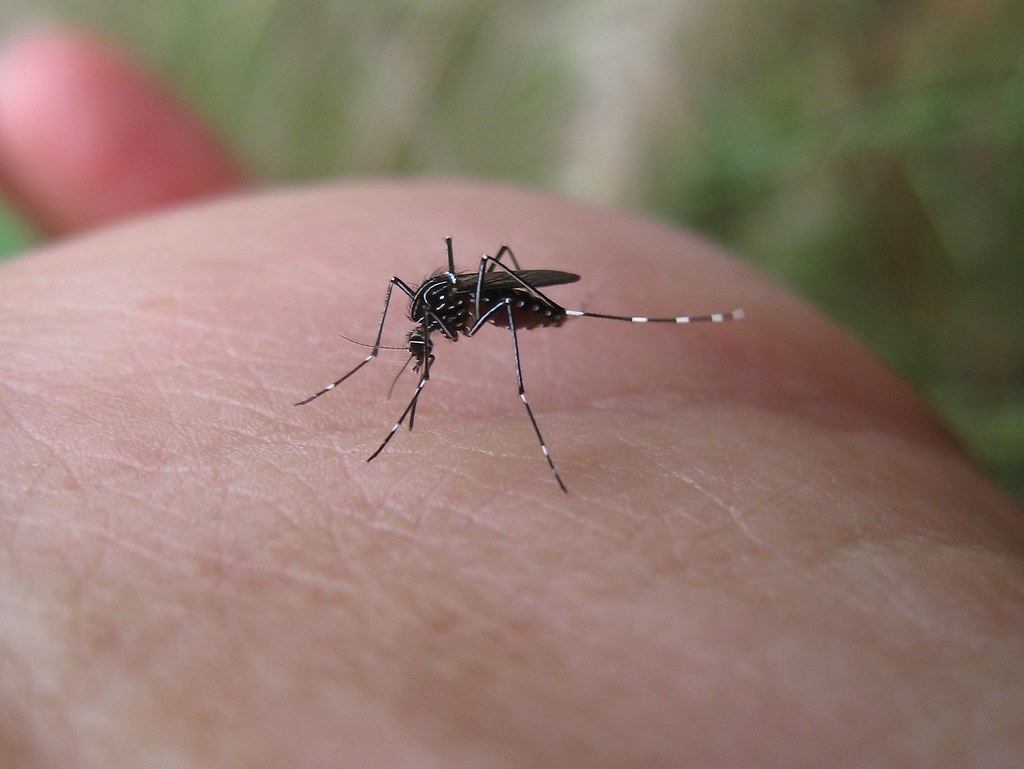 i-was-deliberately-infected-with-zika-to-test-a-vaccine