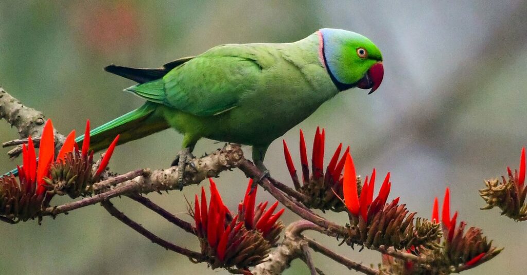 an-asteroid-wiped-out-dinosaurs-–-did-it-help-birds-flourish?