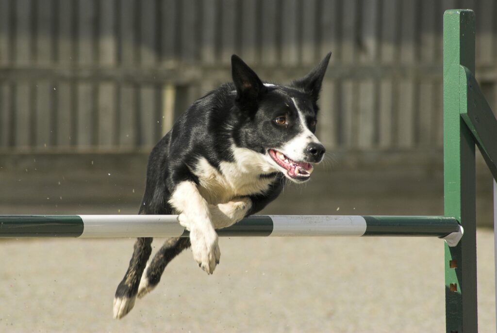 certain-dogs-are-capable-of-learning-the-names-for-more-than-100-different-toys