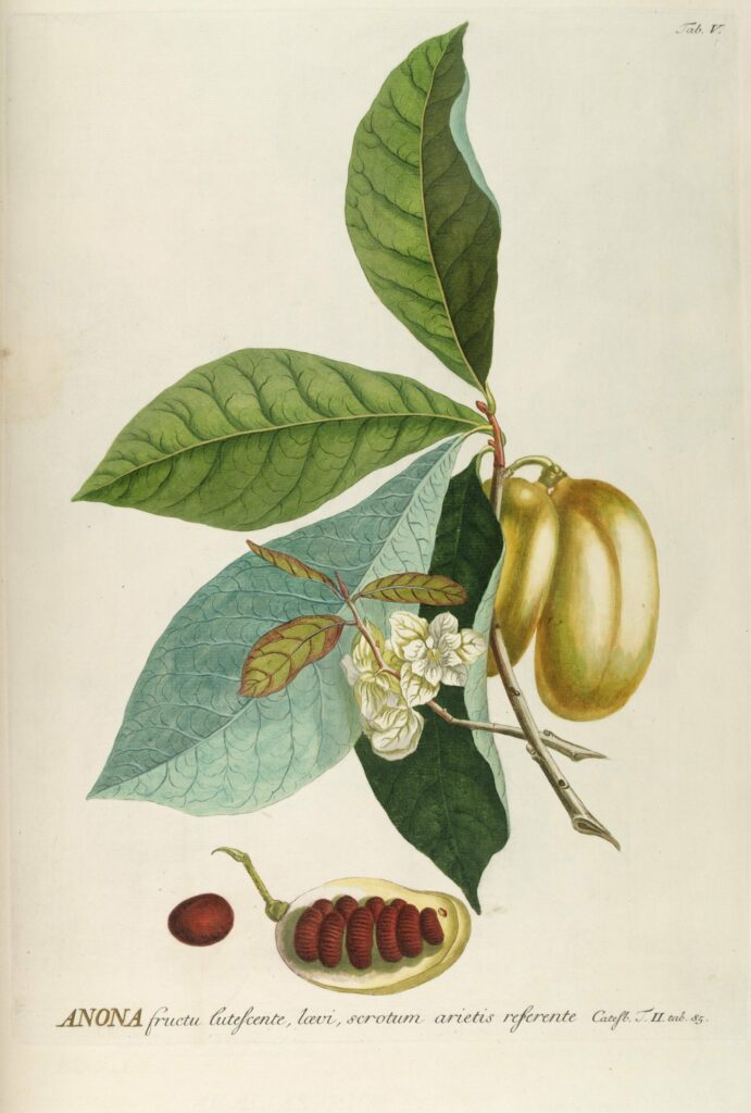 consider-the-pawpaw