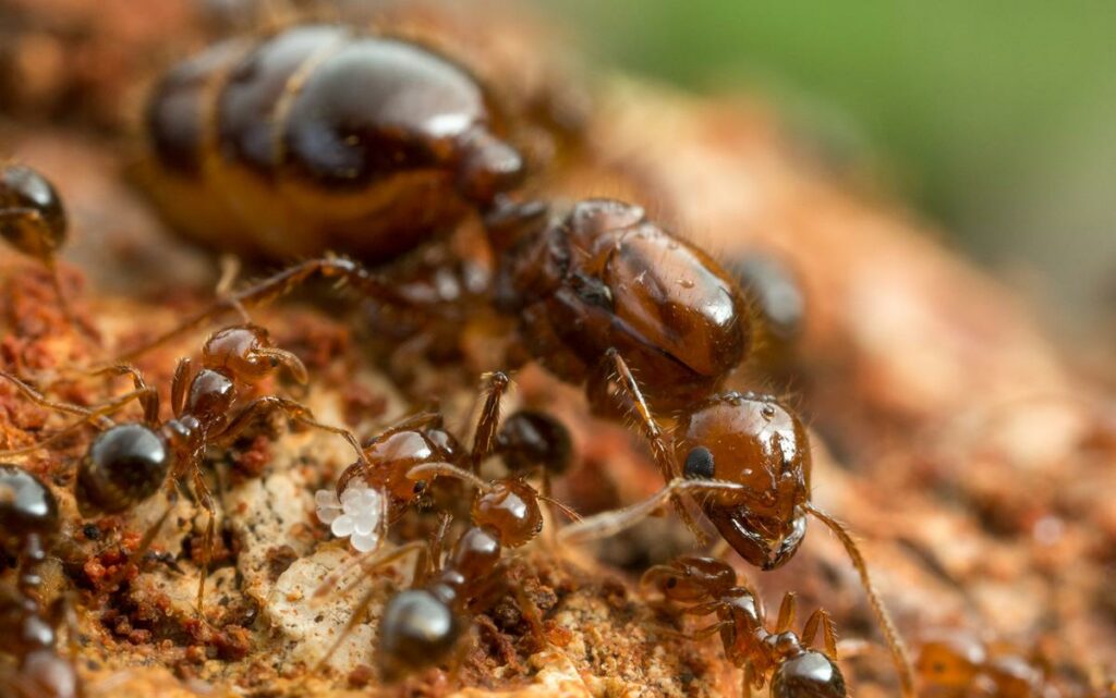 ant-geopolitics