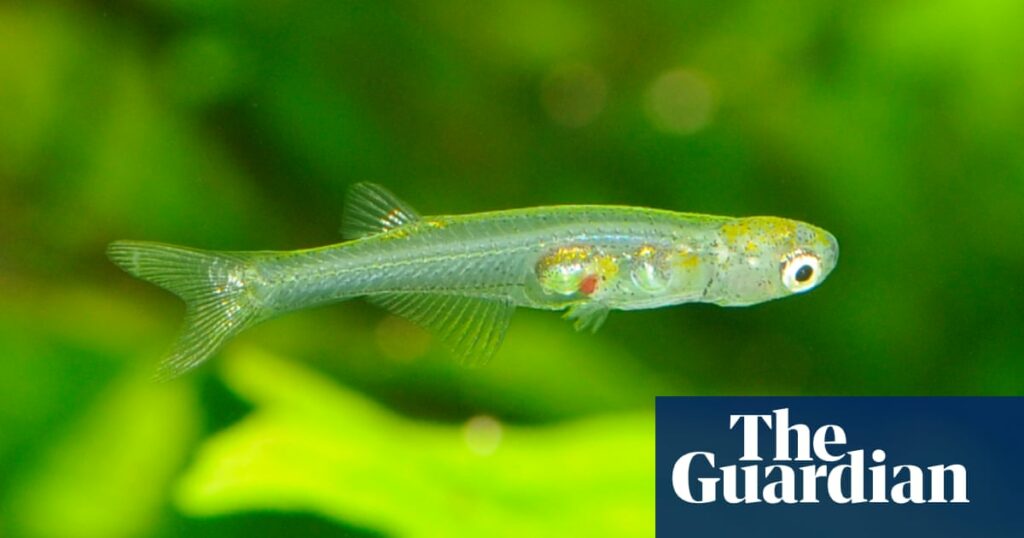 one-of-world’s-smallest-fish-found-to-make-sound-as-loud-as-a-gunshot