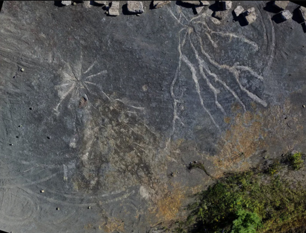 unearthing-the-oldest-forest-on-earth