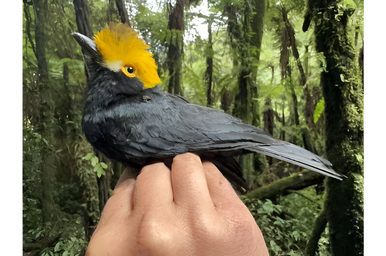first-known-photos-of-‘lost-bird’-captured-by-scientists