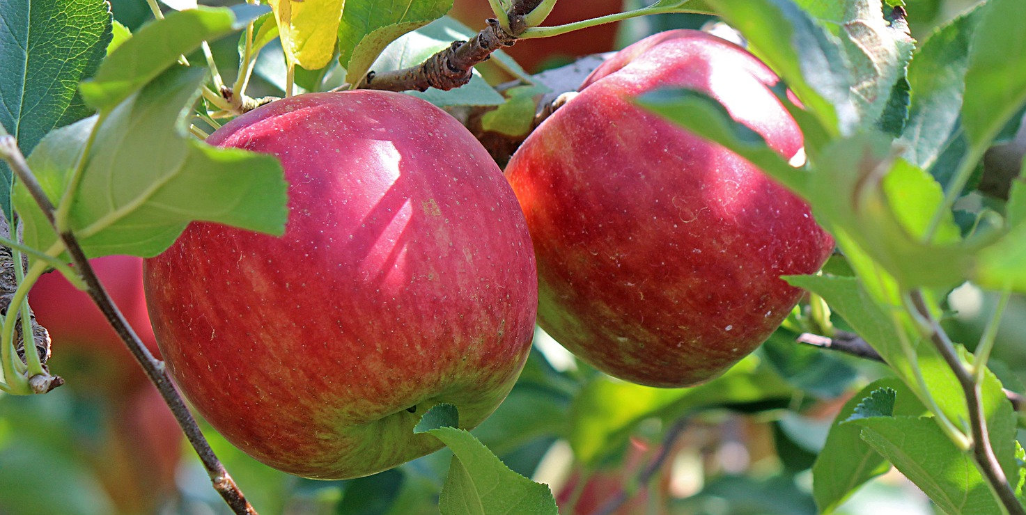 apple-curl-security-incident-12604