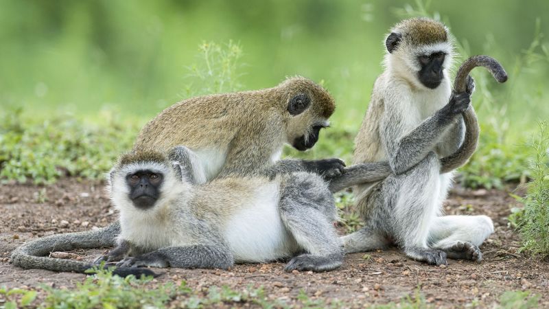 scientists-have-traced-human-tail-loss-to-a-short-sequence-of-genetic-code