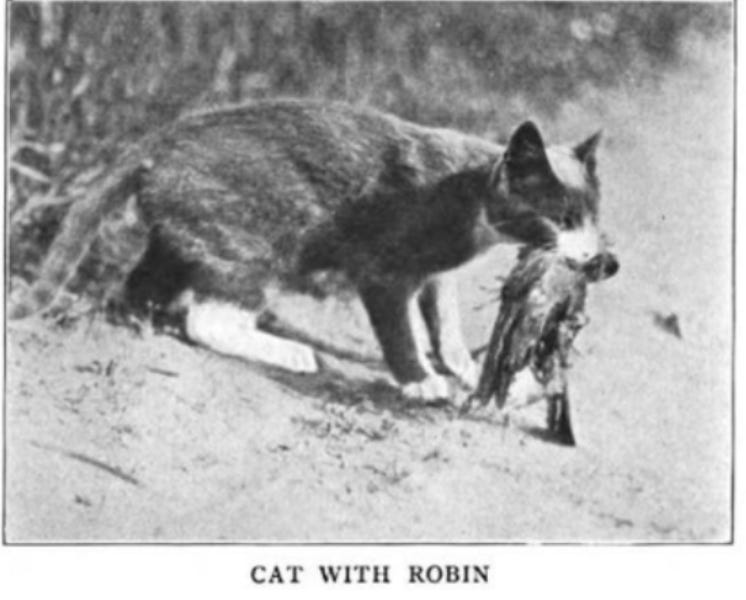 the-first-cat-war