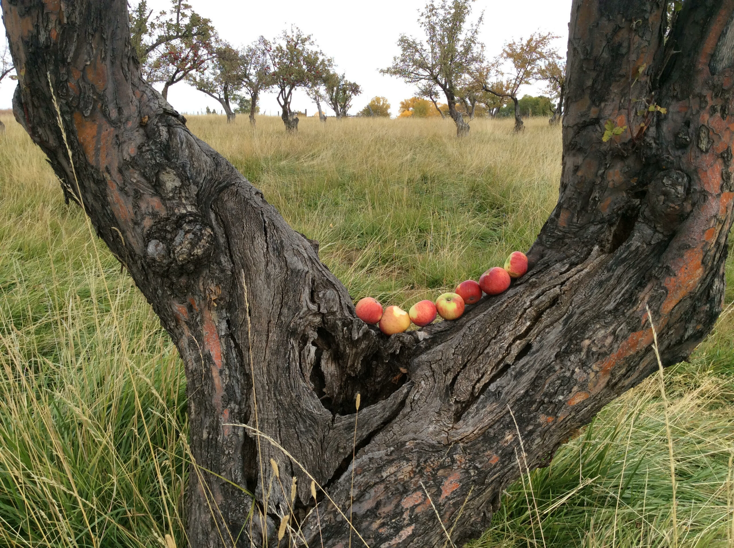 making-old-orchards-new-again