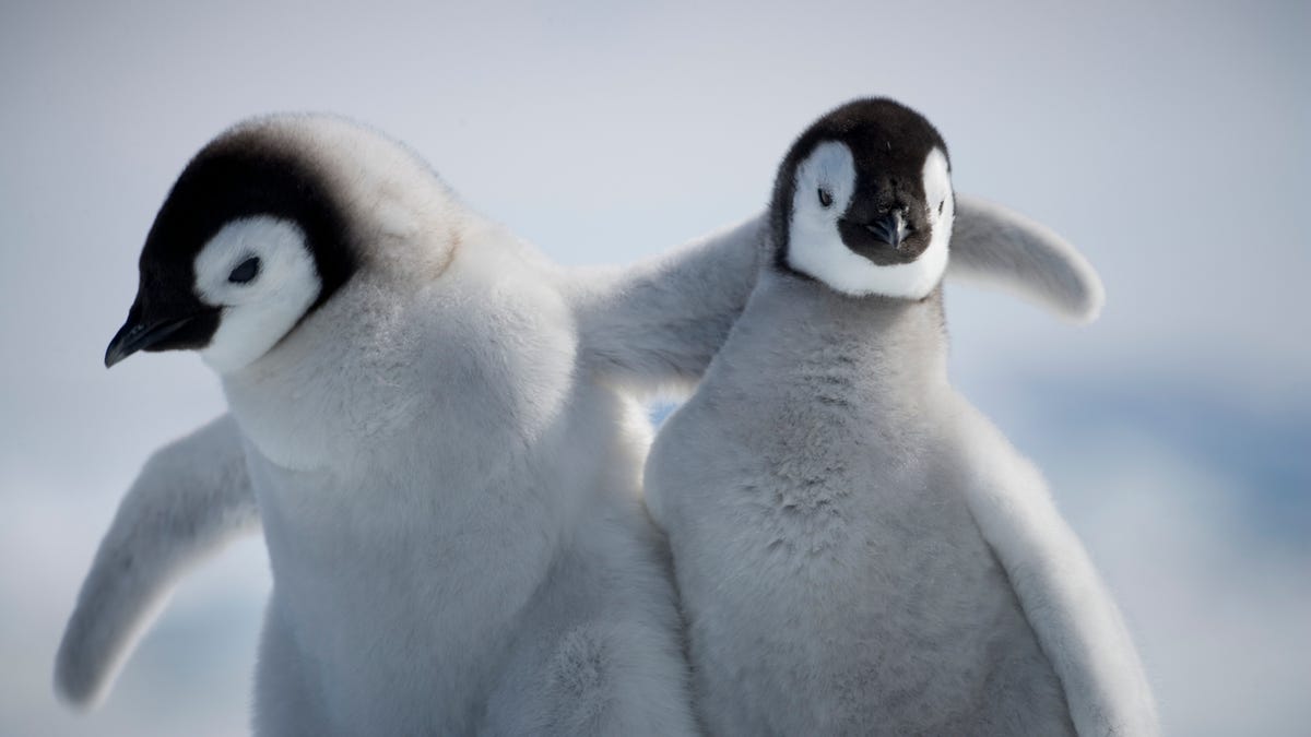 german-state-ditches-microsoft-for-linux-and-libreoffice