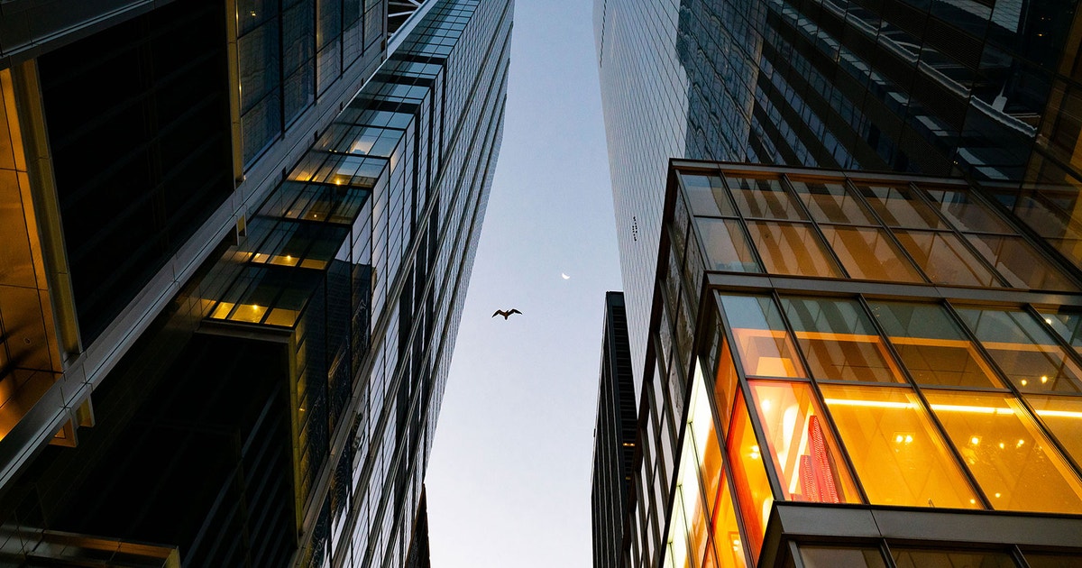 reflections-of-a-bird-collision-monitor