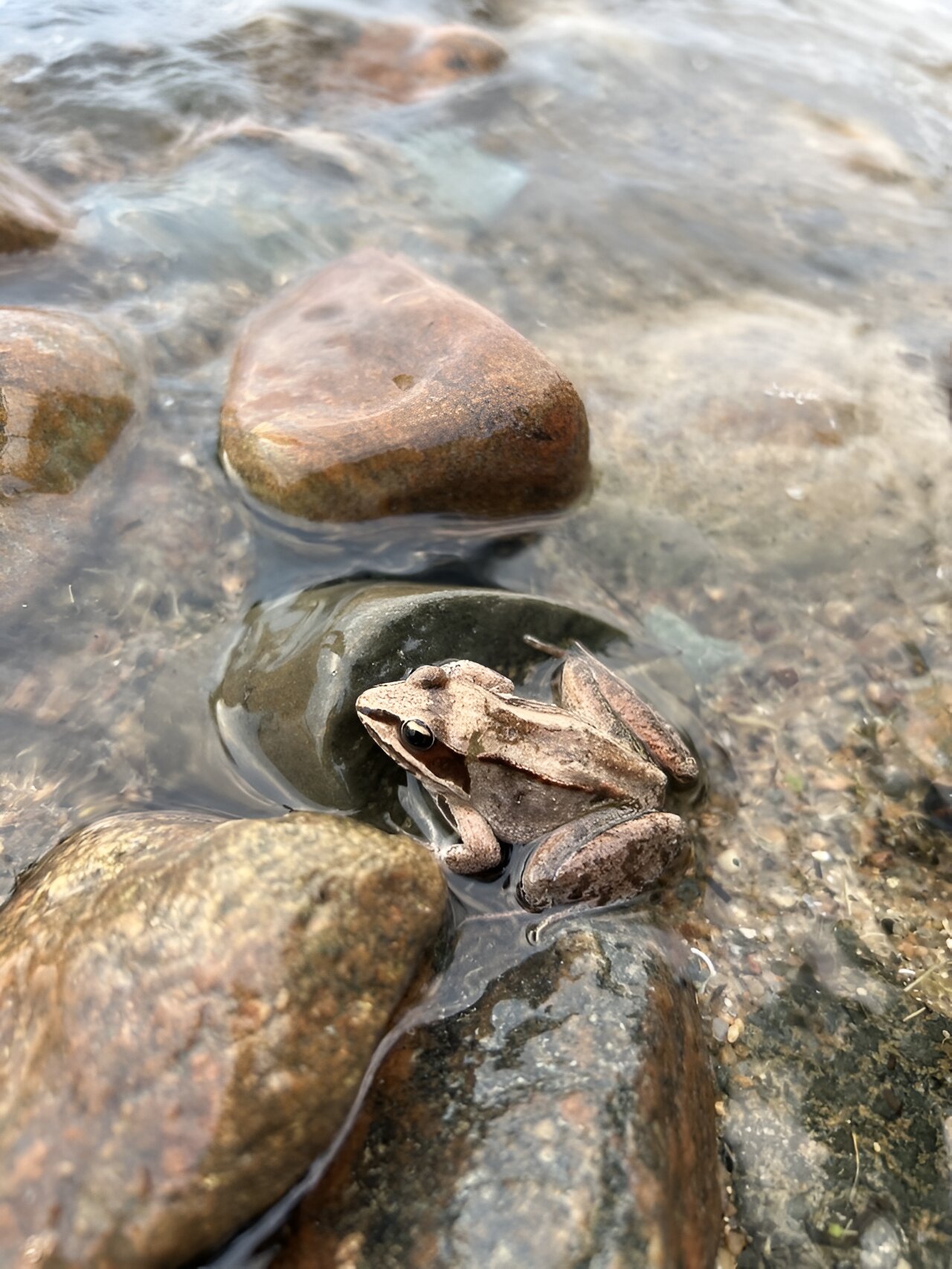 researcher-finds-that-wood-frogs-evolved-rapidly-in-response-to-road-salts