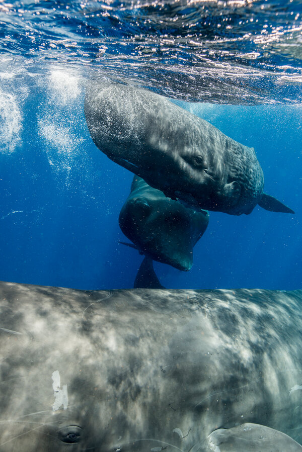scientists-find-an-‘alphabet’-in-whale-songs