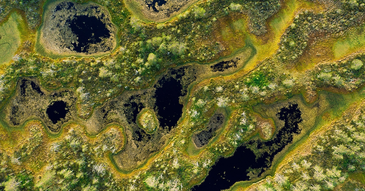 simple-equation-predicts-the-shapes-of-carbon-capturing-wetlands