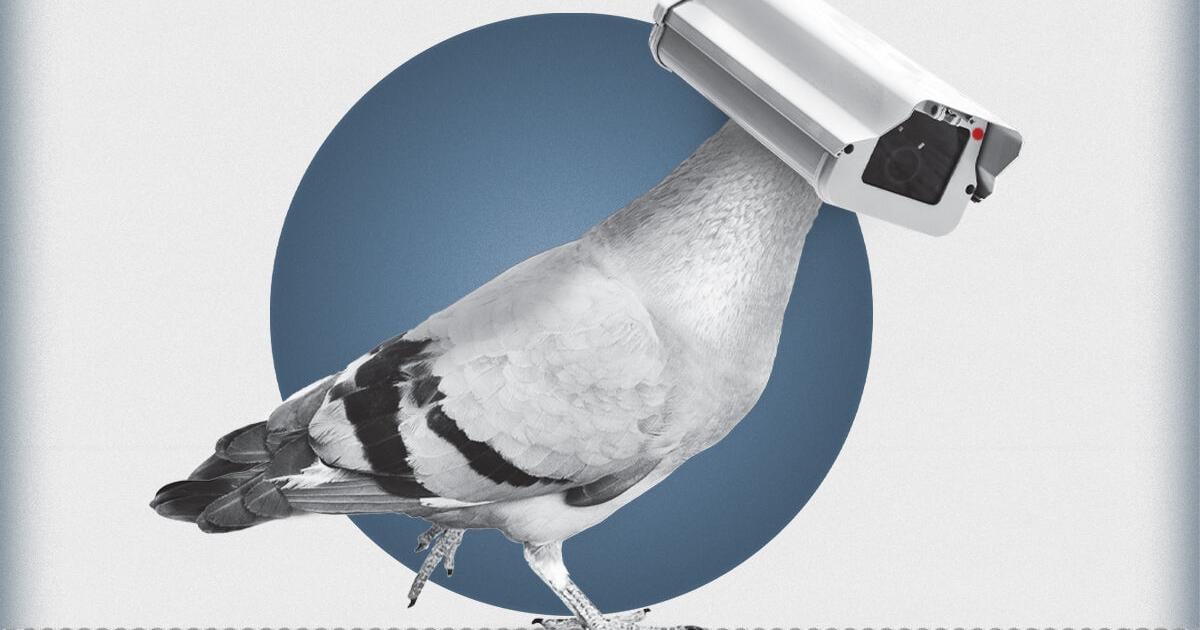 bird-aren’t-real:-what-one-man-learned-when-he-made-up-a-conspiracy-theory