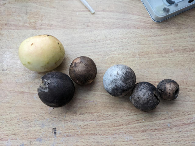 making-iron-gall-ink-from-oak-galls
