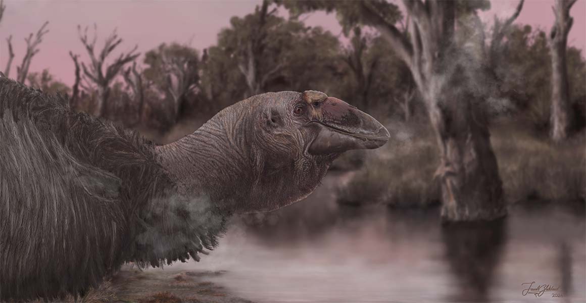 face-of-ancient-australian-‘giga-goose’-revealed-after-fossil-skull-found