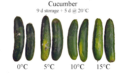 don’t-store-your-cucumbers-in-the-fridge-(2012)