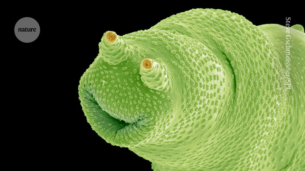 tiny-beauty:-how-i-make-scientific-art-from-behind-the-microscope