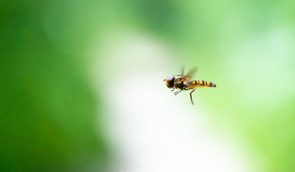 a-30-meter-pass-in-the-pyrenees-through-which-insects-migrate