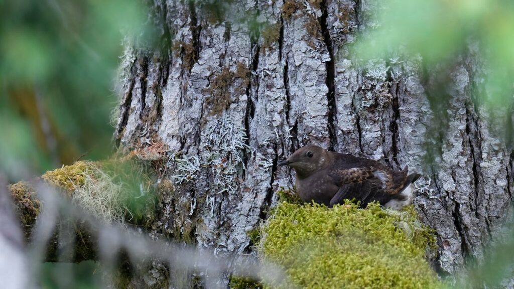 us-forest-service-proposes-protections-for-old-growth-trees,-without-logging-ban