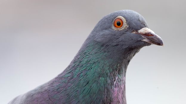 feral-pigeons-and-the-london-pigeon-string-foot-and-rescue-group